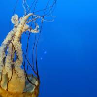 Digital photograph of a jellyfish